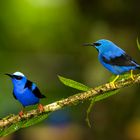 honeycreeper