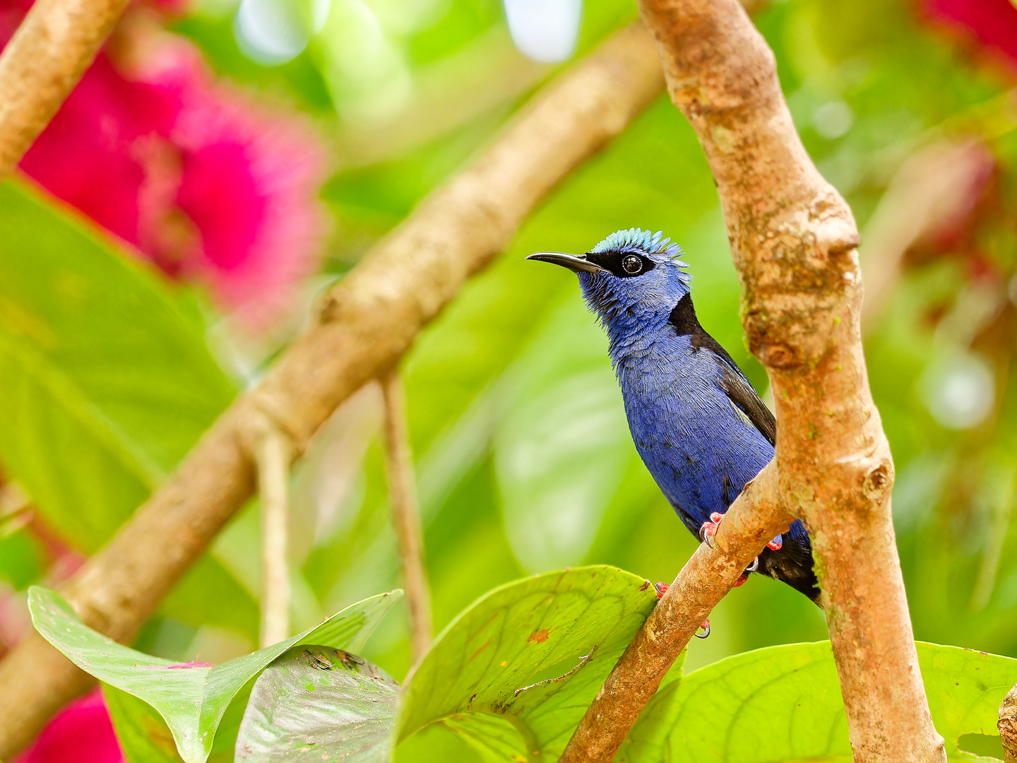 Honeycreeper-Costa-Rica