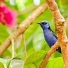 Honeycreeper-Costa-Rica