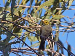 ..Honeyeater 1..