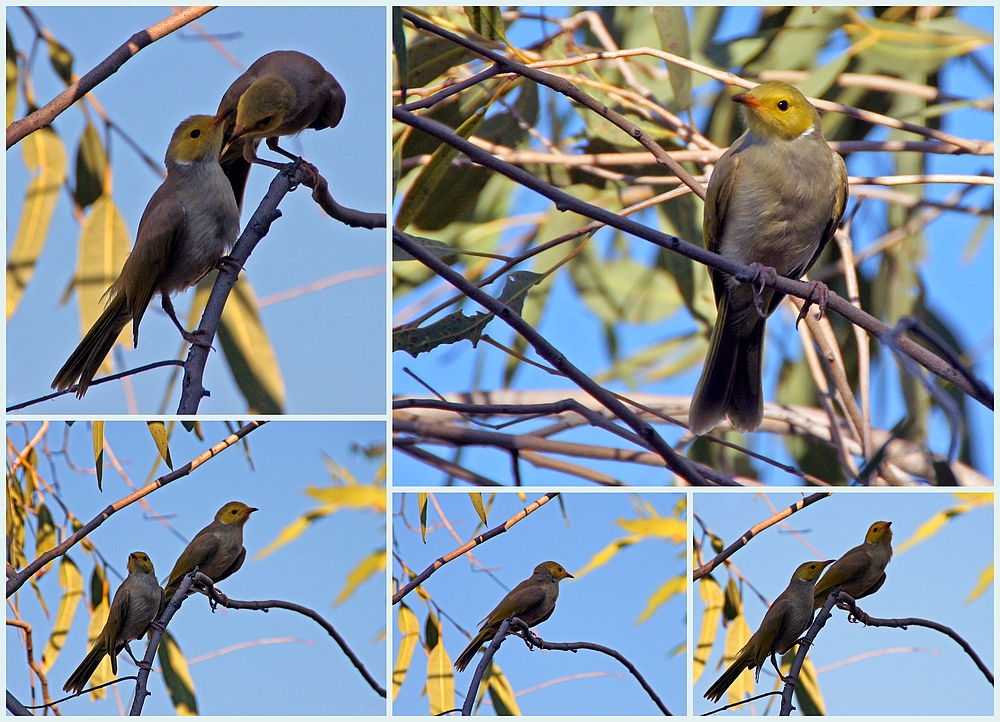 ..Honeyeater 2..