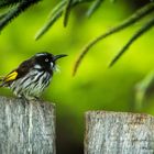 Honeyeater