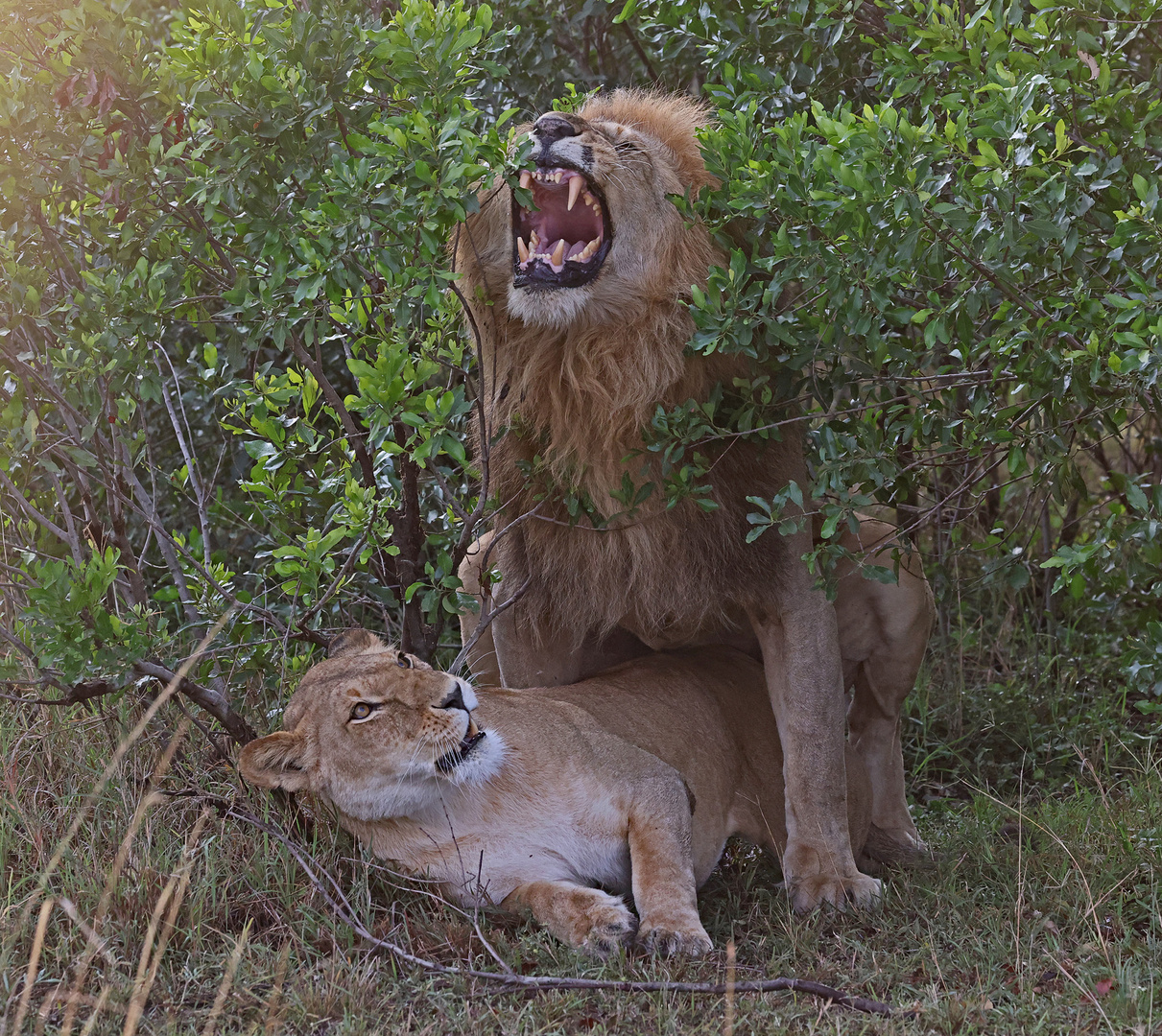 Honeymoon in the bushes