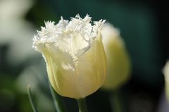 Honeymoon Tulpe