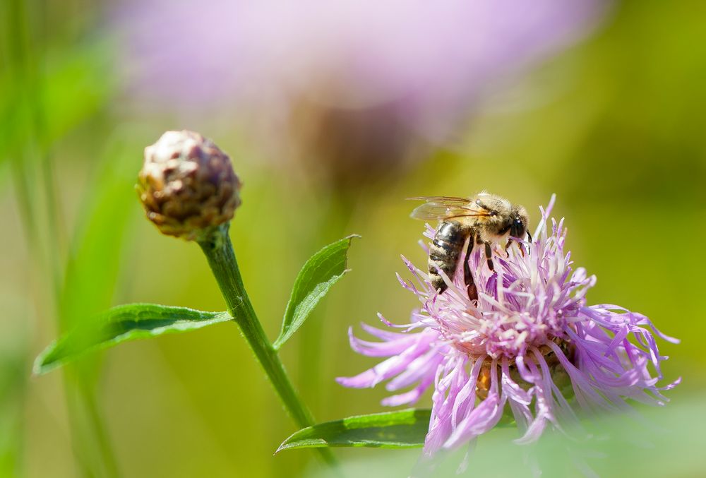 Honeypot by Martin Hartmann Fotografie 