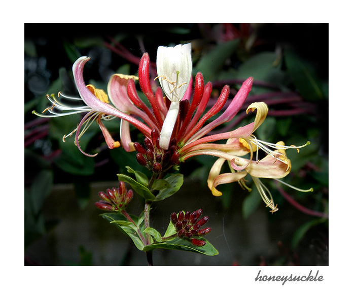 honeysuckle 2