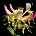 honeysuckle