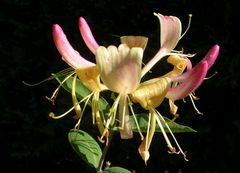 honeysuckle