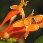 Honeysuckle Bee