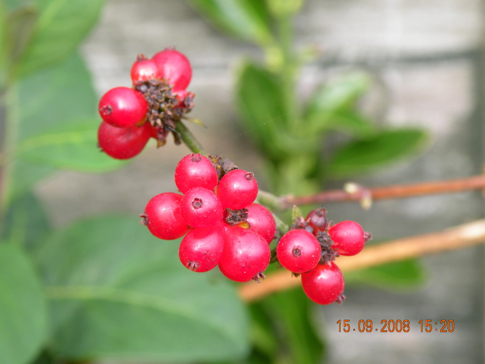 Honeysuckle Berries