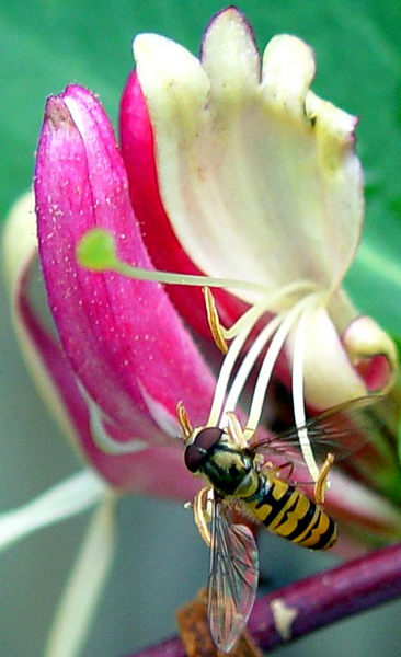 Honeysuckle...