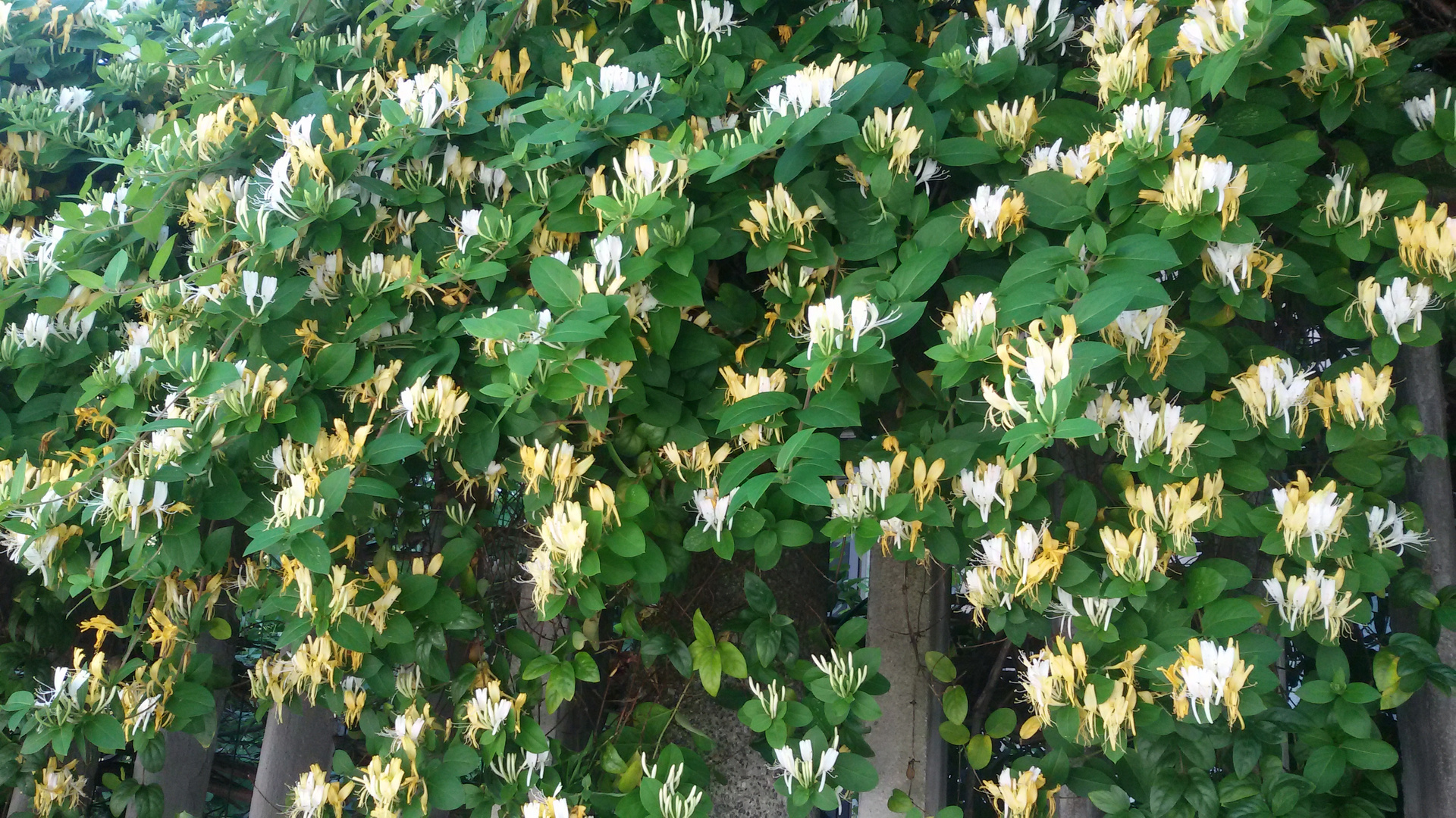 honeysuckle flower