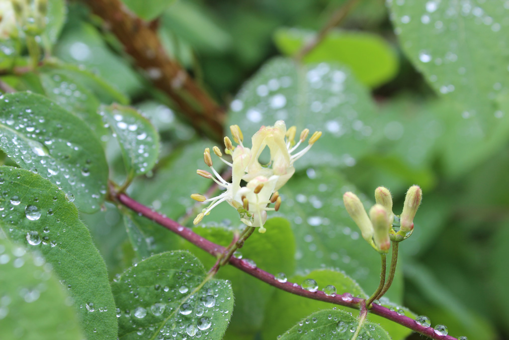 Honeysuckle- Geissblatt (Geißblatt) - Lonicera caprifolium