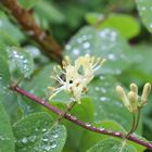 Honeysuckle- Geissblatt (Geißblatt) - Lonicera caprifolium