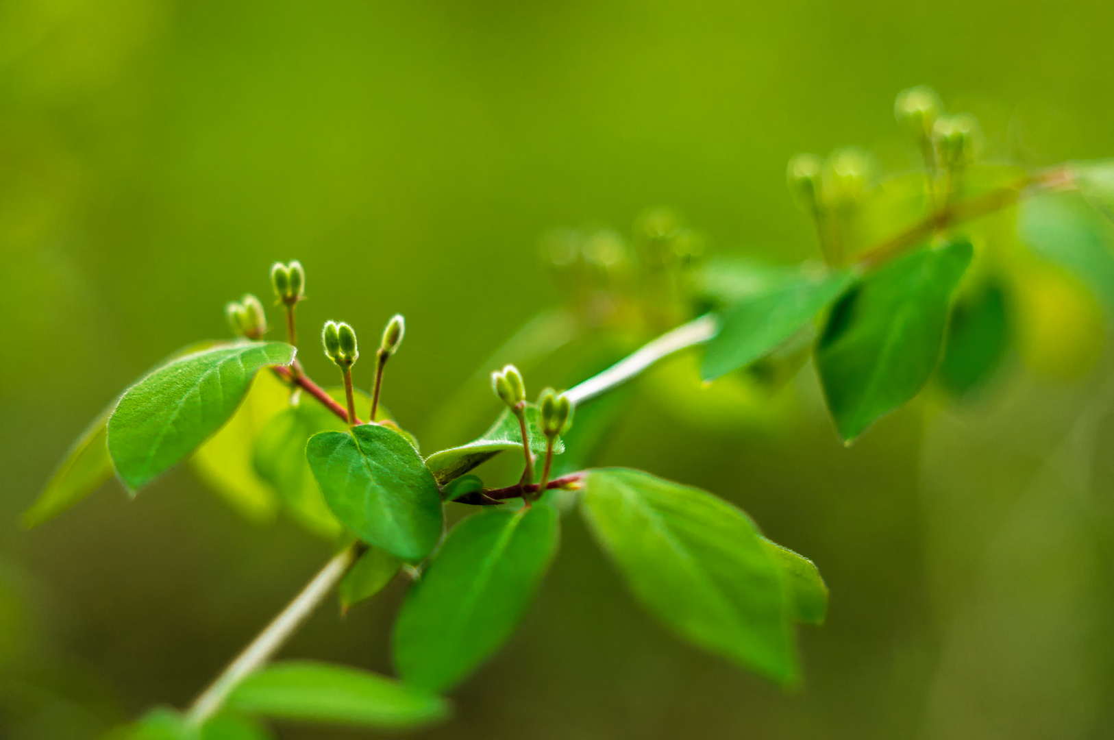 Honeysuckle - Heckenkirsche