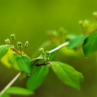 Honeysuckle - Heckenkirsche