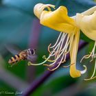 Honeysuckle & Hover fly