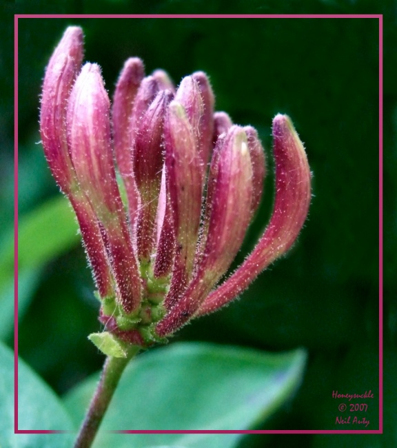 Honeysuckle in waiting