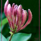 Honeysuckle in waiting