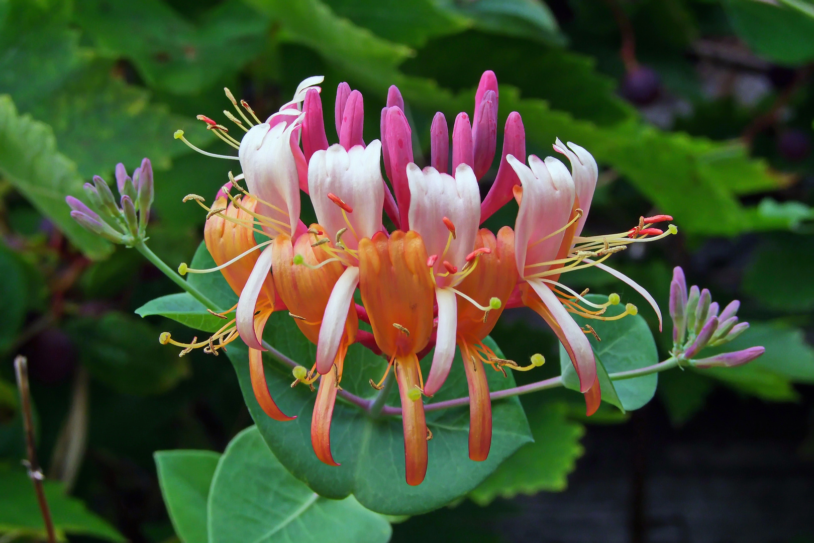 Honeysuckle Rose