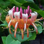 Honeysuckle Rose