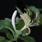 honeysuckle rose