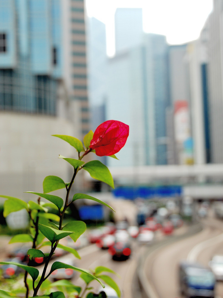 Hong Kong Flower