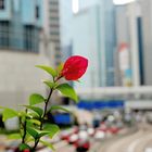 Hong Kong Flower