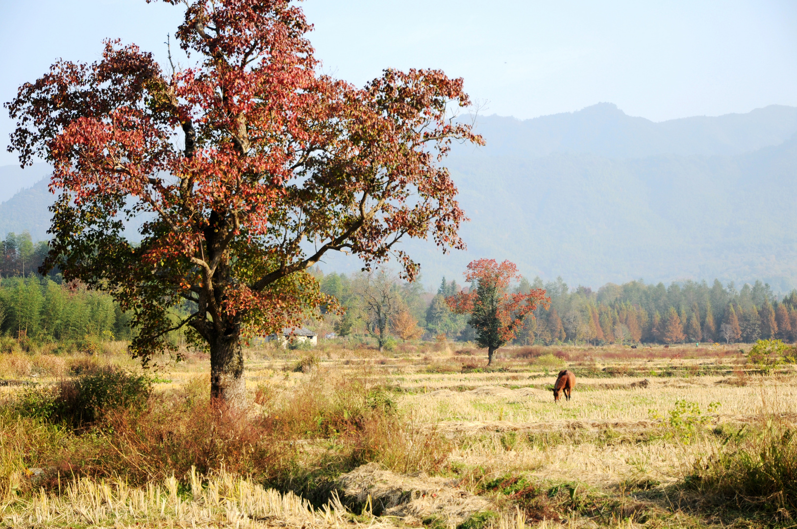 Hongcun