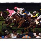 Hongkong Horse-Races at Happy Valley