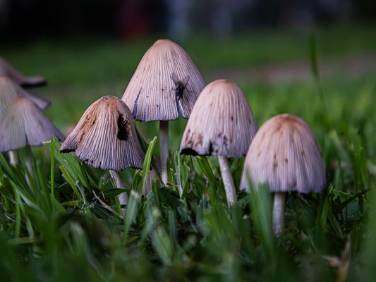 Hongos con una mosca