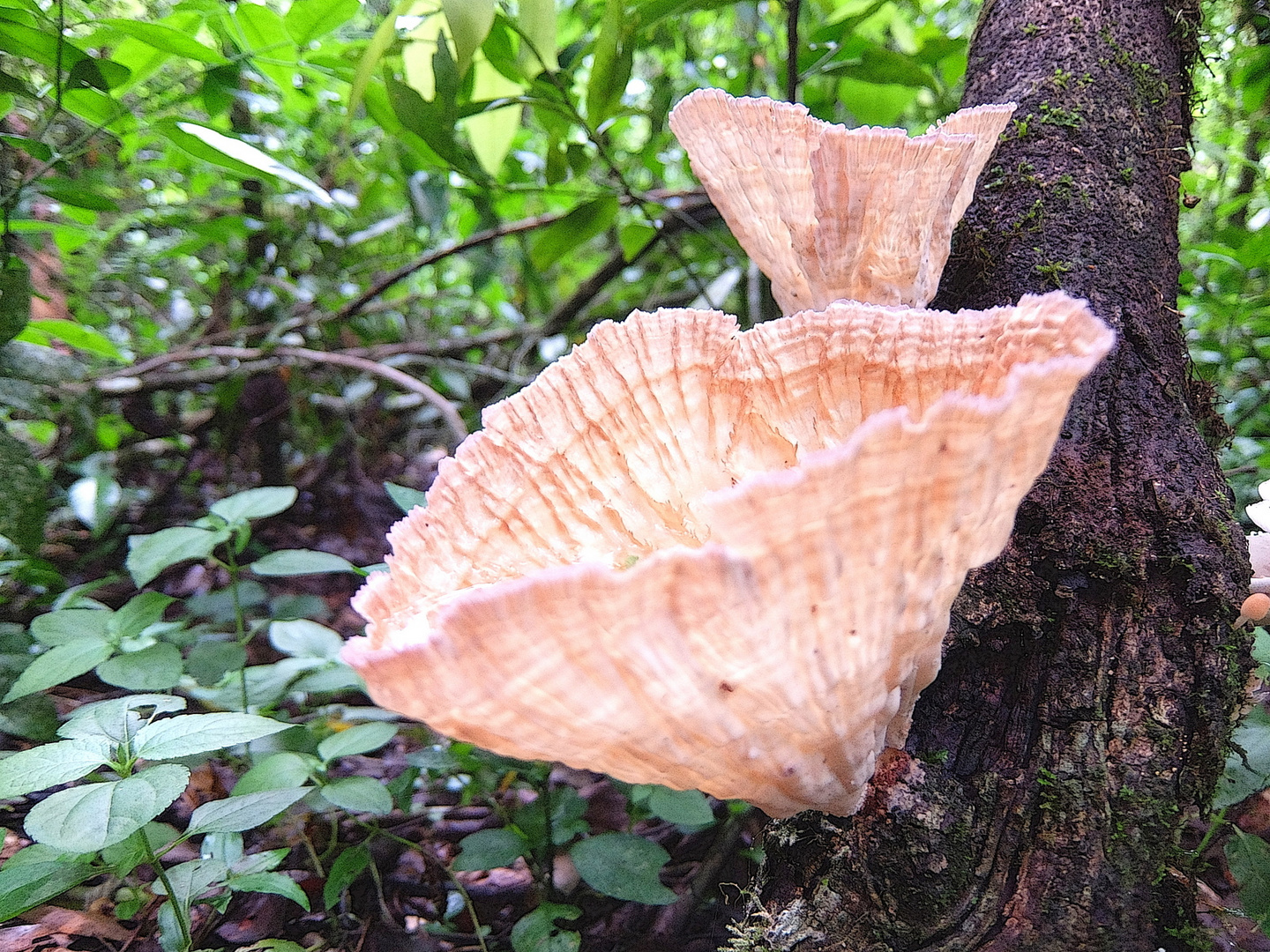 HONGOS COPAS