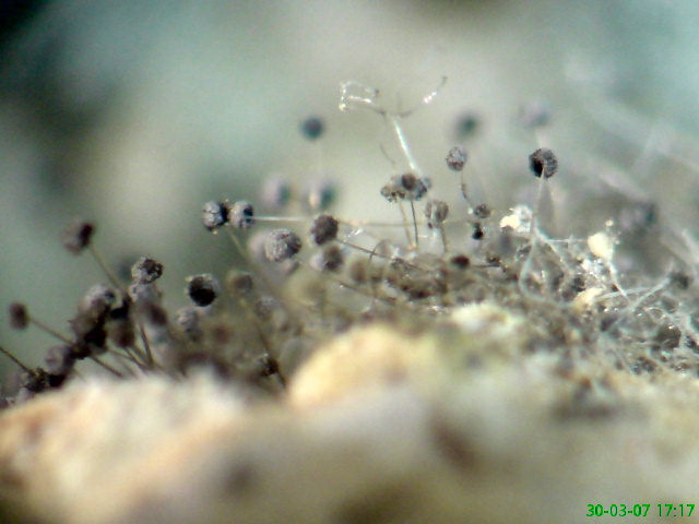 Hongos microscópicos Rhizopus spp