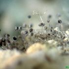 Hongos microscópicos Rhizopus spp