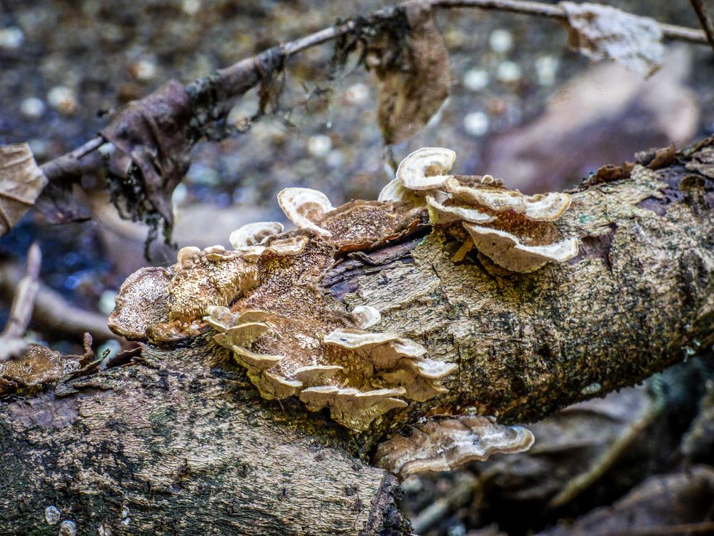 Hongos sobre madera