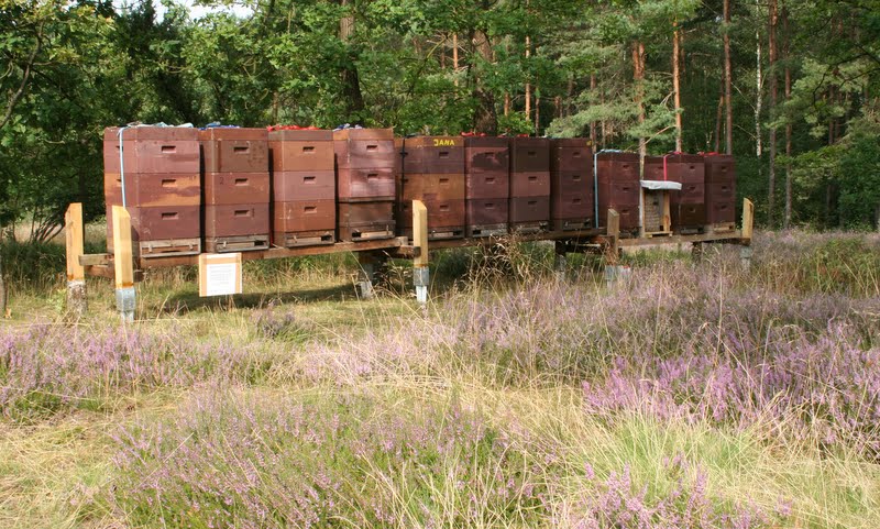 Honig aus der Lutterloher Heide