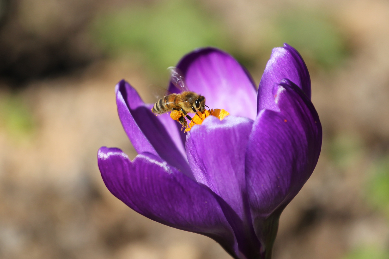 Honig-Biene Foto &amp; Bild | tiere, wildlife, insekten Bilder auf ...