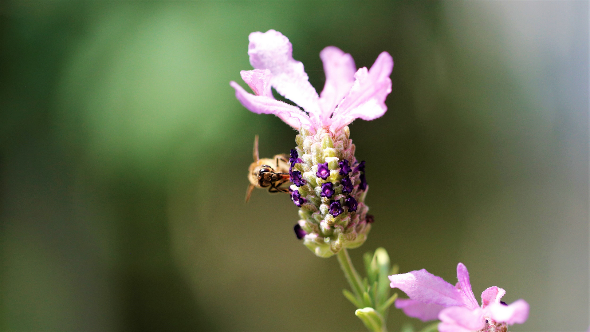 Honig Biene auf Lavendel 