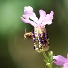 Honig Biene auf Lavendel 