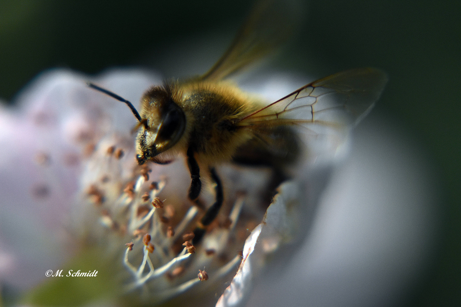 Honig-Biene