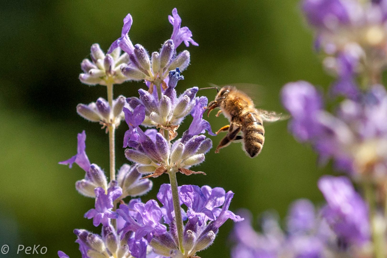 Honig Biene im Flug