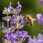 Honig Biene im Flug