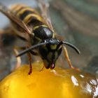 Honig Dieb Wespe