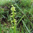 Honig-Orchis