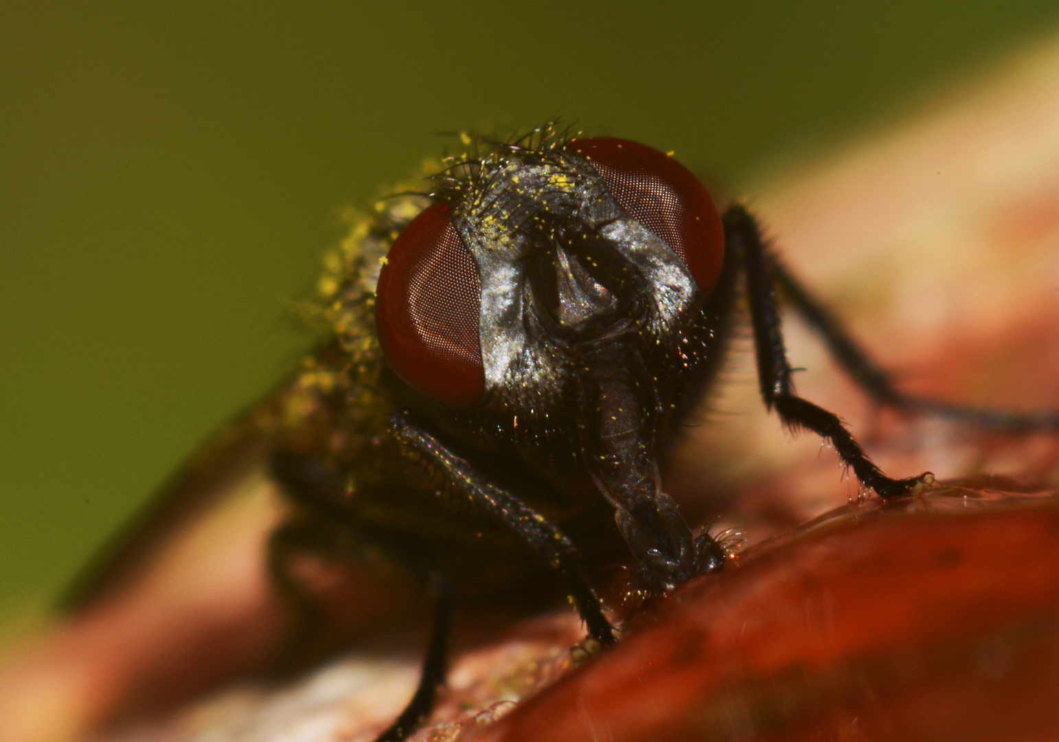 Honig trinkende Fliege