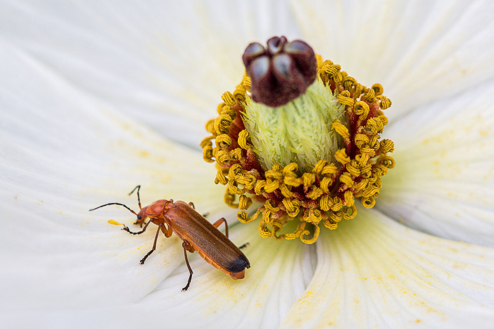 Honig und Blütenstaub schmecken gut