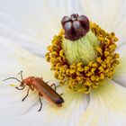 Honig und Blütenstaub schmecken gut