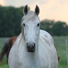 Honigbär im Abendlicht