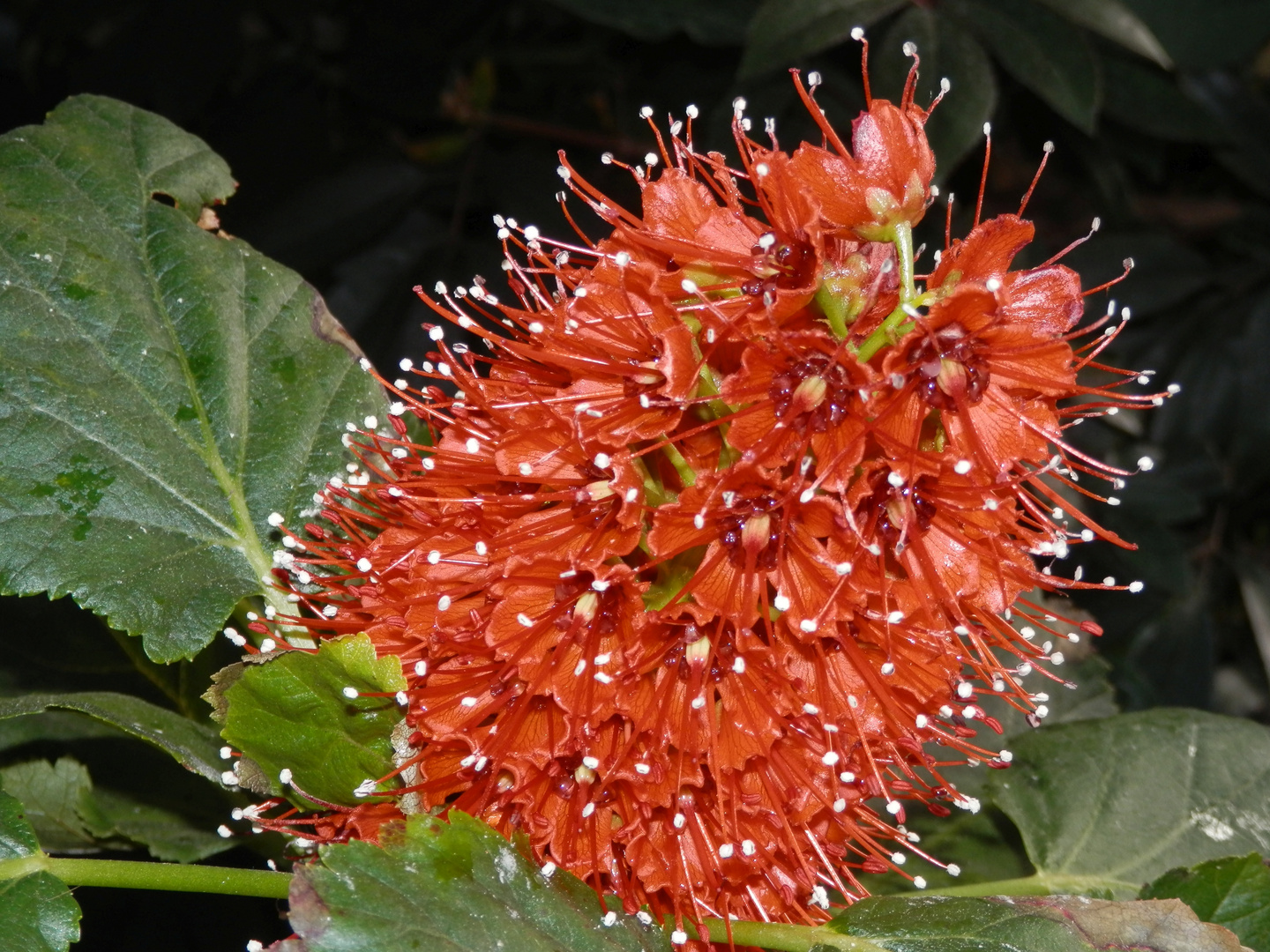 Honigbaum (Greyia sutherlandii)