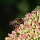 Honigbiene 2